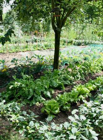 Faire soi-même un fongicide naturel pour le jardin