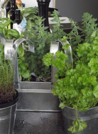 DIY potager d'intérieur : faire pousser des herbes fraiches dans sa  cuisine, même en hiver