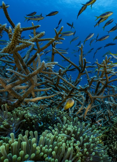 2018 : Année internationale des récifs coralliens