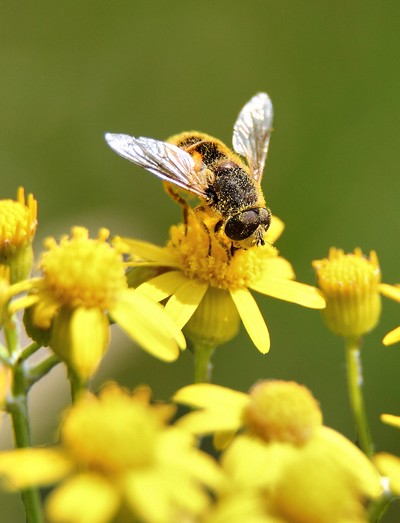 L'interdiction des produits phytosanitaires : guide pratique