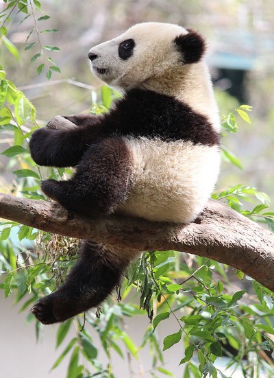 La Chine va créer une réserve géante pour les pandas