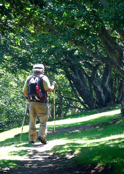 La forêt de la Massane : un écosystème préservé des activités humaines