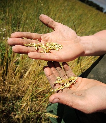 Le bio gagne du terrain en France