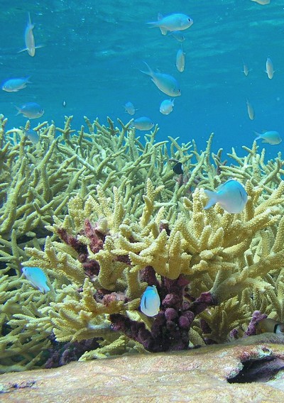 Le Pacific Remote Islands Marine National Monument