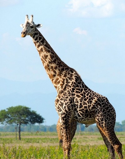 Le Parc du Serengeti : un trésor du patrimoine mondial en Tanzanie