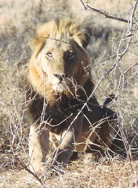 Le Parc Kruger : une des plus belles réserves du monde
