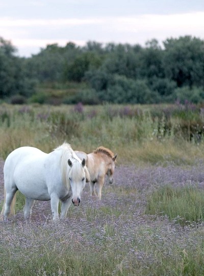 Le Parc naturel régional de Camargue : une destination d'écotourisme