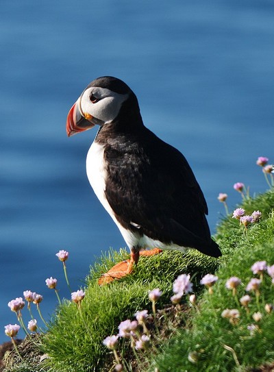Les îles Shetland : une destination nature en Écosse