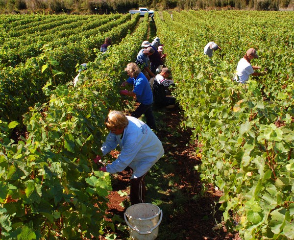 Les vendanges touristiques : une nouvelle forme d'oenotourisme