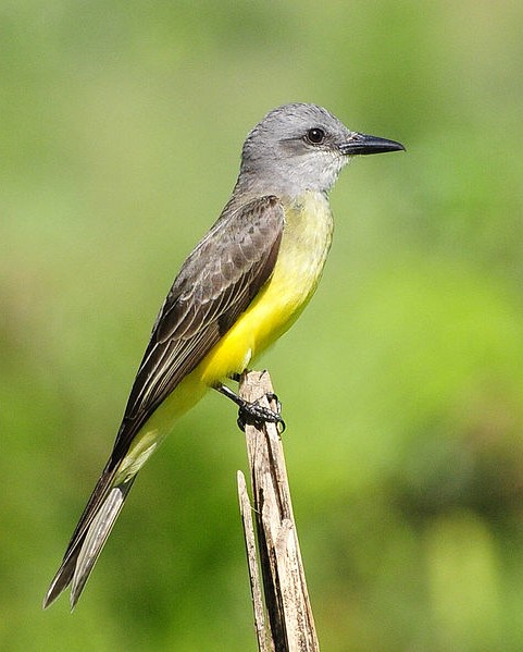 Les voyages ornithologiques : des excursions à la rencontre des oiseaux