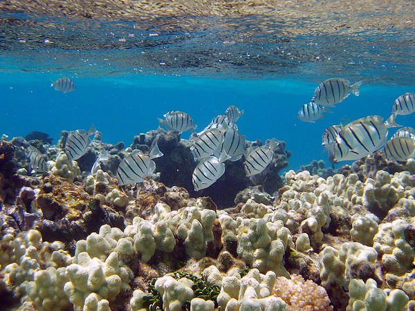 Papahanaumokuakea : la plus grande réserve marine du monde