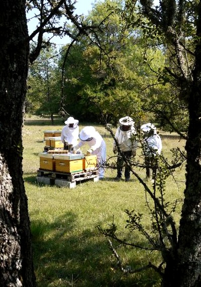 Sauvez les abeilles en soutenant l'OFA sur Blue Bees