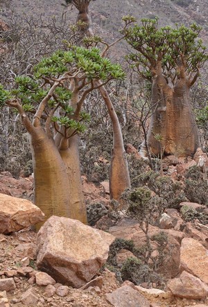 Socotra : une île au trésor