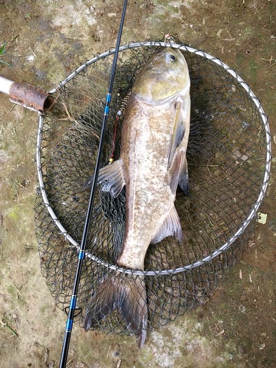 pêche à la carpe