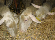 Bergerie De La Petite Ferme